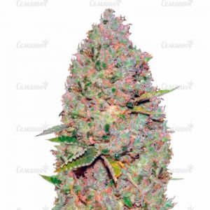 Семена сорта Auto Red Russian XXL (Auto White Russian XXL)
