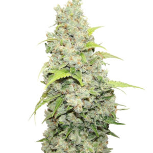 Семена сорта Bcn Sour Diesel