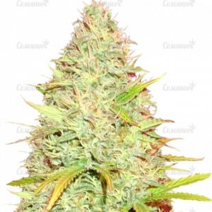 Семена сорта Auto Critical (Victory Seeds)