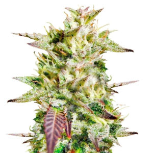Семена сорта Caramelo regular (Delicious Seeds)