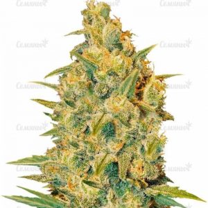 Семена сорта Orange Sherbet Auto fem (FastBuds)