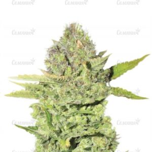 Семена сорта Devil Fruit