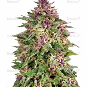 Семена сорта Chronic Ryder auto (Doctor’s Choiсe)