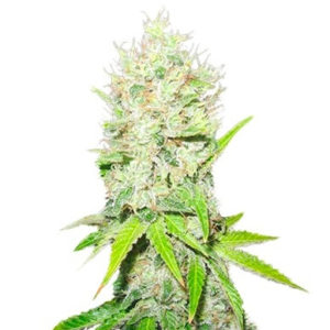 Семена сорта Jack La Mota