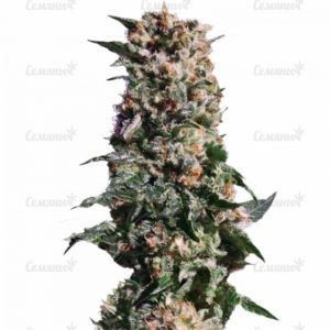 Семена сорта Auto Amnesia Gold (Pyramid Seeds)