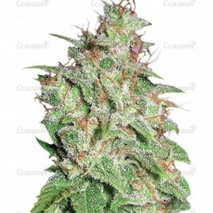 Семена сорта Chronic Haze (World of Seeds)