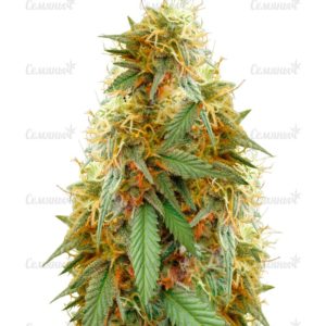 Семена сорта King’s Kush Auto (GHS)