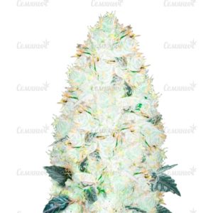 Семена сорта Auto Heaven (Victory Seeds)