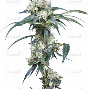 Семена сорта White Widow (Medical Seeds)