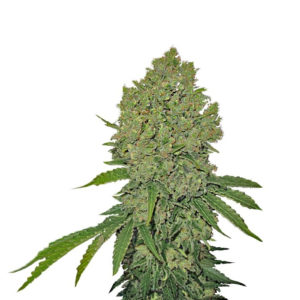 Prozack fem (Medical Seeds)