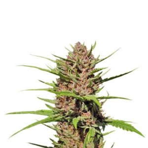 Семена сорта Purple #1 regular (Dutch Passion)