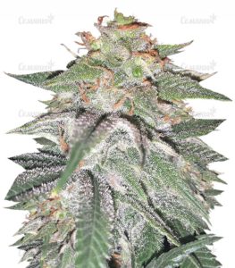 Семена сорта Tutankhamon (Pyramid Seeds)