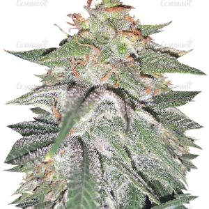 Семена сорта Tutankhamon (Pyramid Seeds)