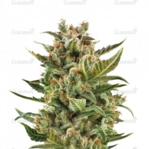 Семена сорта Tank (VIP seeds)