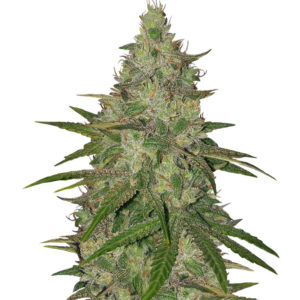 Семена сорта Zkittlez fem (Original Sensible Seeds)