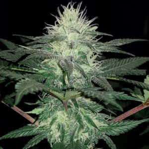 NHL Diesel (NYV Diesel) fem (Victory Seeds)