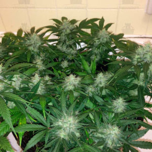 AK-77V fem (Victory Seeds)
