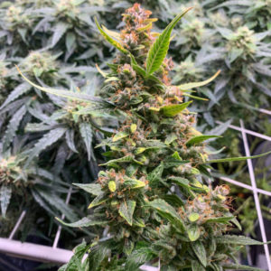 Auto Banana Blaze fem