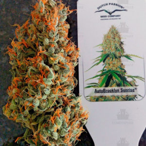 Auto Brooklyn Sunrise fem