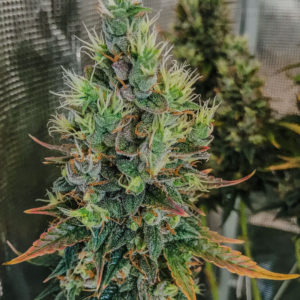 Auto Lemon Kix (Auto Lemon Zkittle) fem
