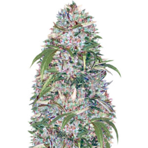 Auto Big Angel fem (Victory Seeds)