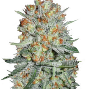 Auto Bubble fem (Female Seeds)
