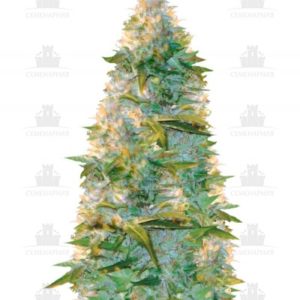 Auto Heaven fem (Victory Seeds)