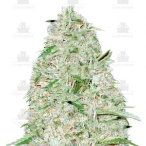 Auto Super Mazar fem (Victory Seeds)