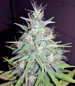 Auto Tutankhamon fem (Pyramid Seeds)