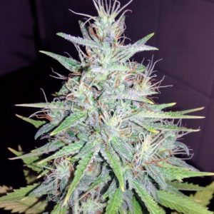 Auto Tutankhamon fem (Pyramid Seeds)
