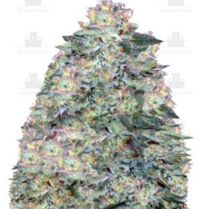 Auto White Widow fem (Victory Seeds)