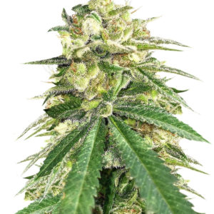 Auto White Widow x Big Bud fem (Female Seeds)