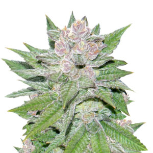 Blueberry Cheesecake fem (Female Seeds)