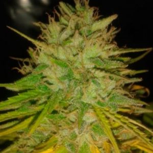 Cotton Candy Kush fem (Delicious Seeds)