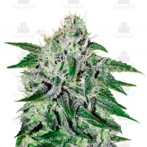 Critical Jack Herer fem (Delicious Seeds)
