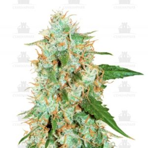 Critical Neville Haze 2.0 fem (Delicious Seeds)