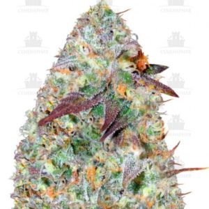 Chocodope fem (Victory Seeds)
