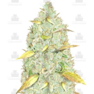 Chronic Ryder auto fem