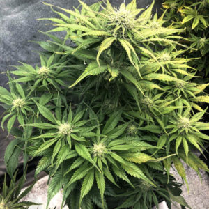 Cream Cookies Auto fem (FastBuds)