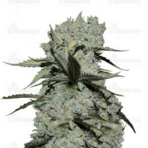 Critical Kush (Barney's Farm) семена конопли