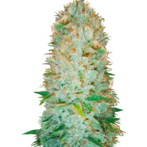 Critical fem (Victory Seeds)