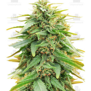 Deepforest Super Auto fem