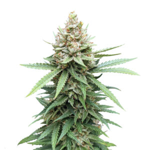 Descojack fem (Delicious Seeds)