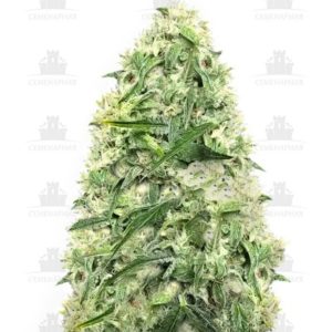 Doctor’s Choiсe #1 auto fem