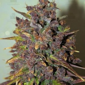 Fastberry Auto fem (FastBuds)