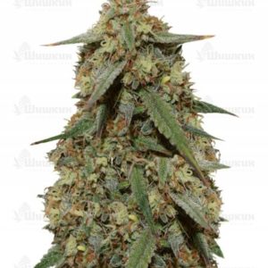 Girl Scout Cookies auto (FastBuds) семена конопли