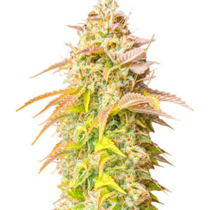 Gorilla Glue Auto fem (Barney's Farm)