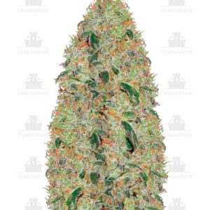 Green Wild Shark fem (Victory Seeds)