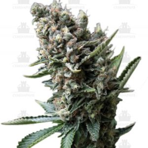 Nefertiti fem (Pyramid Seeds)
