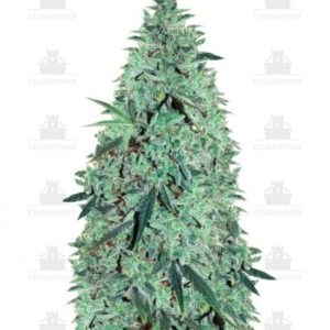 Niagara auto fem